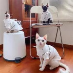 Designer Shirt for Hairless-Champion
