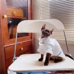 Designer Shirt for Hairless-Champion