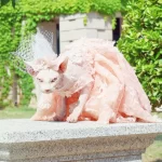 Formal Dress for Sphynx Pink Trailing Dress for Sphynx Cat