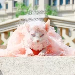 Abito formale per gatto Sphynx Abito a strascico rosa per gatto Sphynx