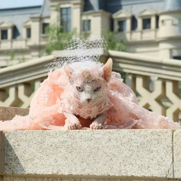 Vestido Formal para o Sphynx Pink Trailing Dress para o Sphynx Cat