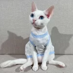 LV Shirt for Cat-Pure Cotton T-shirt for Sphynx