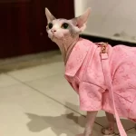 Sphynx Cat Clothes Louis Vuitton | Jacket with Harness for Cat 😻
