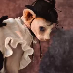 Robe "Chanel" avec noeud pour chat Sphynx
