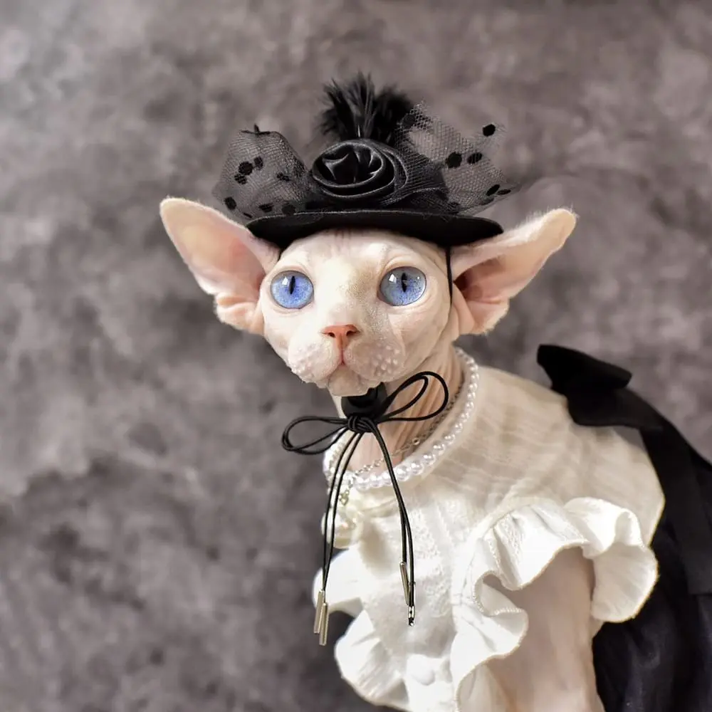 Sphynx Cat Girls Clothes | Chanel Dress with Bow for Sphynx Cat