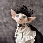 Vestiti per ragazze gatto Sphynx | Vestito "Chanel" con fiocco per gatto Sphynx