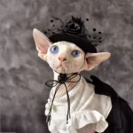 Sphynx Cat Girls Clothes | "Chanel" Dress with Bow for Sphynx Cat