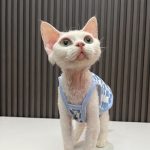 Plaid Tanktop for Sphynx Best Summer Fashion Plaid Tanktop for Cat