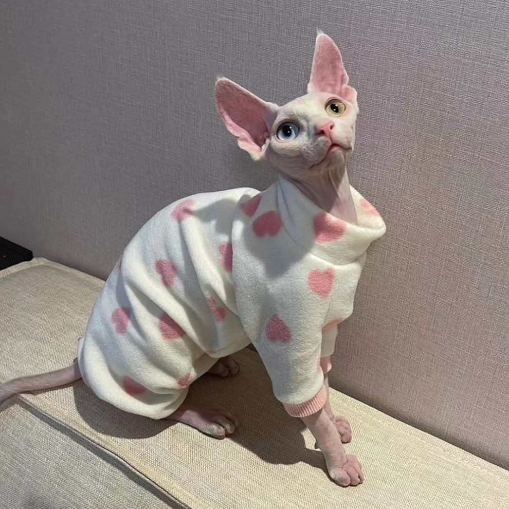 Sphynx Cat Clothes 😻 Best Clothes for Sphynx Cats, Sphynx Clothing