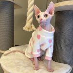Sphynx Cat Clothes Four Legs Pink Heart Onesie with Cap for Sphynx