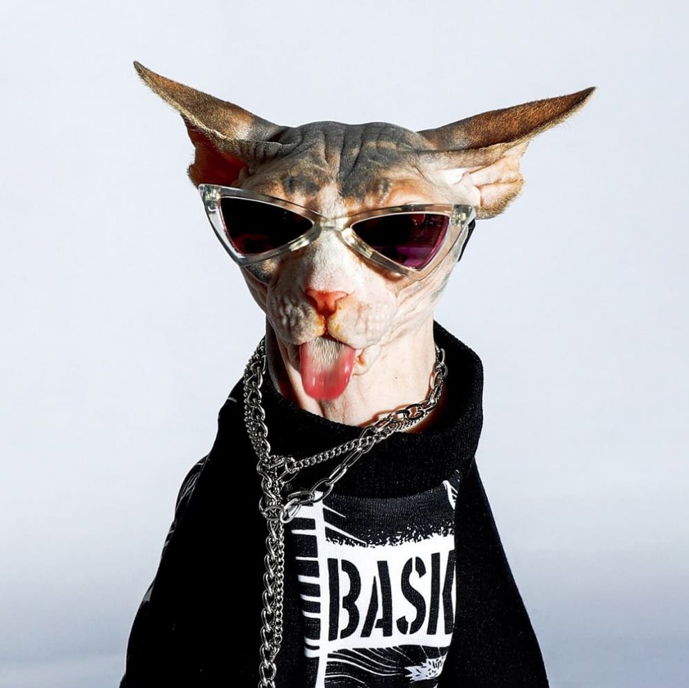 Sphynx Cat Clothes 😻 Best Clothes for Sphynx Cats, Sphynx Clothing
