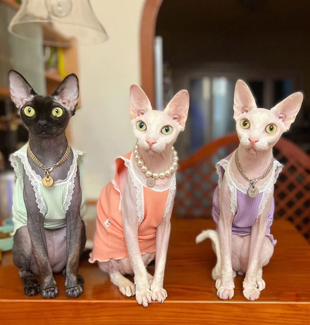 Colorful Louis Vuitton Tank Tops for Cats · YESWARMG