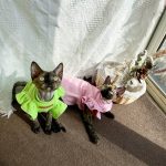 Cute Shirts for Sphynx Cute Pink, Green Petal Sleeves for Sphynx