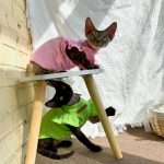 Cute Shirts for Sphynx Cute Pink, Green Petal Sleeves for Sphynx
