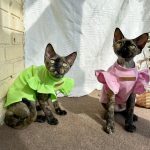 Cute Shirts for Sphynx Cute Pink, Green Petal Sleeves for Sphynx