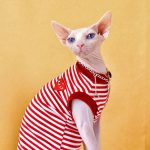 Designer-Shirts für Katze Atmungsaktiv Rot, Schwarz CDG PLAY Shirt für Katze