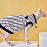 Designer-Shirts für Katze Atmungsaktiv Rot, Schwarz CDG PLAY Shirt für Katze