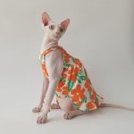 Dresses for Cats Flower | Amazing Orange and Blue Dress for Cat