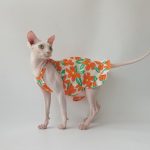 Dresses for Cats Flower | Amazing Orange and Blue Dress for Cat