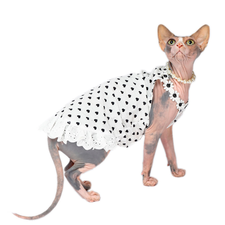 Sphynx Cat Fur Coat Sphynx Fendi Coat, Fendi Coat for Cats