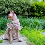 Flower Dress for Sphynx-Summer Dress