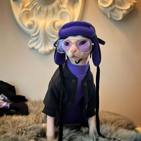 Sphynx Baseball Jacket for Cat Purple Shirt and Black Jacket for Cat