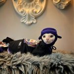 Sphynx Baseball Jacket for Cat Purple Shirt and Black Jacket for Cat