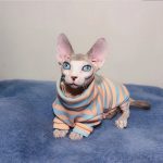 Ropa para Gato Sphynx Rayas Mejor Camisa Transpirable para Gato Sphynx