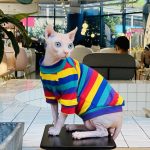 Sphynx Cat Clothes Stripes Best Breathable Shirt for Sphynx Cat