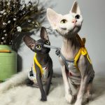 Summer Tank Top for Sphynx Grey and Yellow Tank Top for Cat