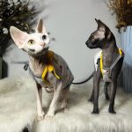 Summer Tank Top for Sphynx Grey and Yellow Tank Top for Cat