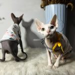 Summer Tank Top for Sphynx Grey and Yellow Tank Top for Cat