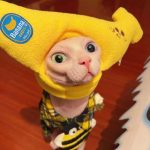 Banana Plush Hat for Sphynx Cat