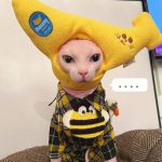 Banana Plush Hat for Sphynx Cat