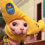 Chapeau peluche Banana pour chat Sphynx