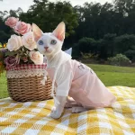 Summer Shirt for Sphynx-Sun Protection T-shirt with Hood