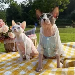 Summer Shirt for Sphynx-Sun Protection T-shirt with Hood