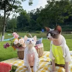 Summer Shirt for Sphynx-Sun Protection T-shirt with Hood