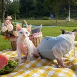 Summer Shirt for Sphynx-Sun Protection T-shirt with Hood