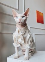 British Blouse for Sphynx Cat | Soft Blouse British Style for Sphynx