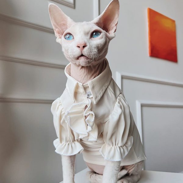 Britische Bluse für Sphynx Katze | Weiche Bluse Britischer Stil für Sphynx