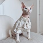 British Blouse for Sphynx Cat | Soft Blouse British Style for Sphynx