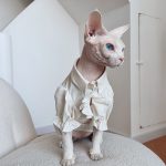 British Blouse for Sphynx Cat | Soft Blouse British Style for Sphynx