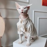 British Blouse for Sphynx Cat | Soft Blouse British Style for Sphynx