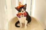 Halloween Crochet Collars Hats