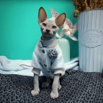 Mink Fleece Jacket for Sphynx