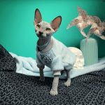 Mink Fleece Jacket for Sphynx