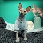 Mink Fleece Jacket for Sphynx