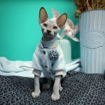 Mink Fleece Jacket for Sphynx