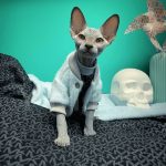 Mink Fleece Jacket for Sphynx